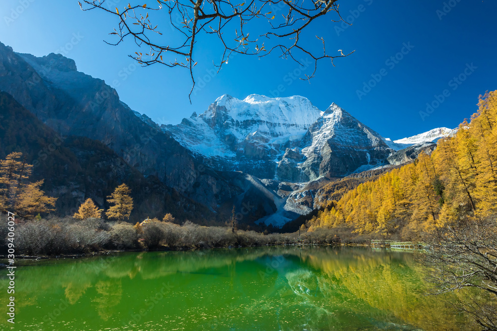 Beautiful of Zhuomala lake and Yellow pine forest in autumn with snow-capped mountain and blue sky in the background at Yading Nature Reserve, Sichuan, China - obrazy, fototapety, plakaty 