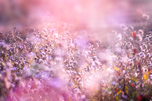 Beautiful Grass Flower In Soft Pink Romance Background With Light Leaks At Sunrise  