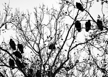 A Committee Of Vultures Roosting In A Tree