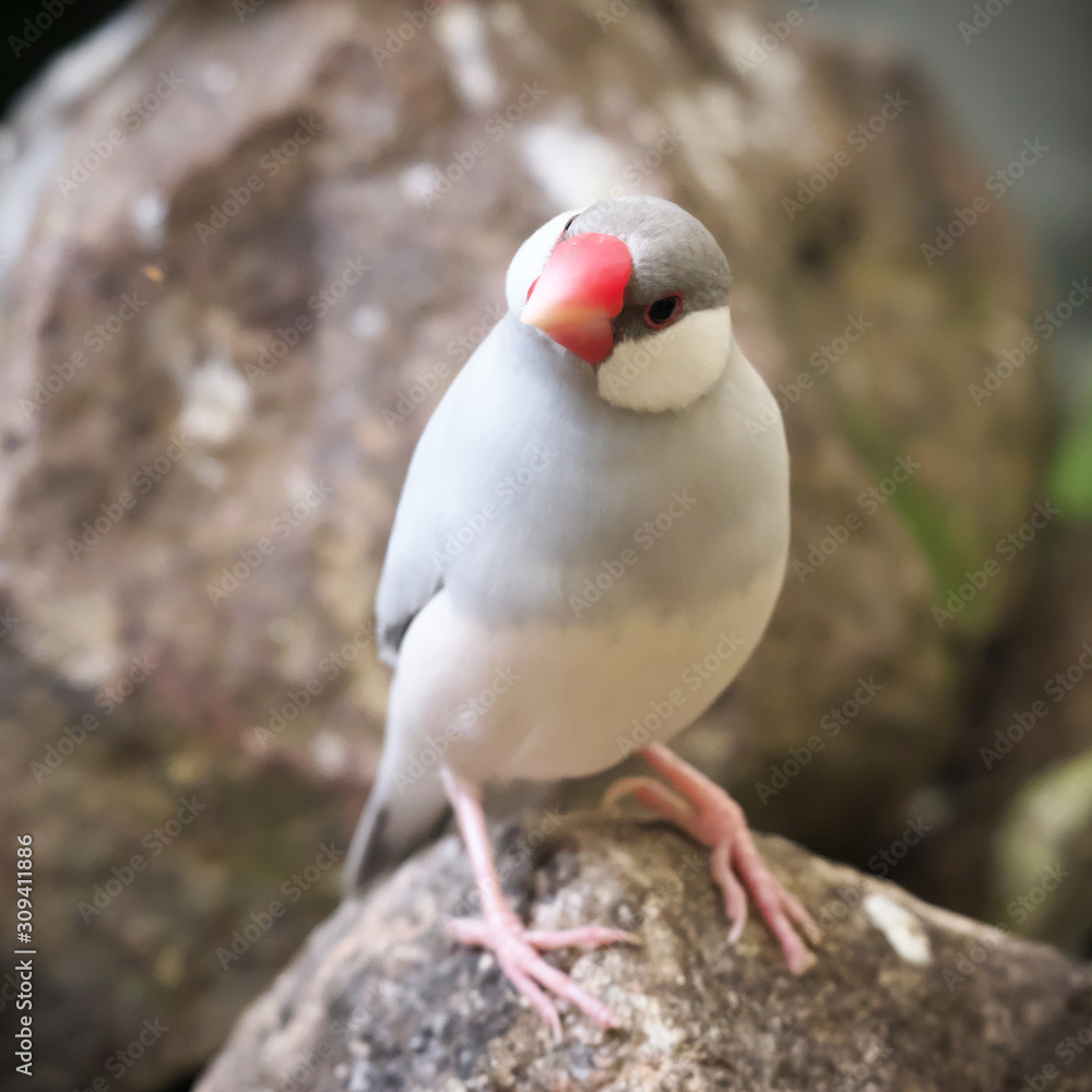 Close-up of silver (opal) colored java sparrow bird perched on the ...