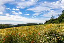 Field Of  Wild Flowers And Blue Sky