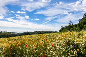 field of  wild flowers and blue sky