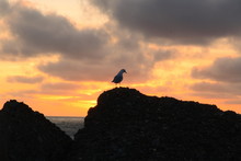 Seagull In Sunset On Pancake Rocks At Dolomite Point In Punakaiki On The West Coast Of The South Island Of New Zealand