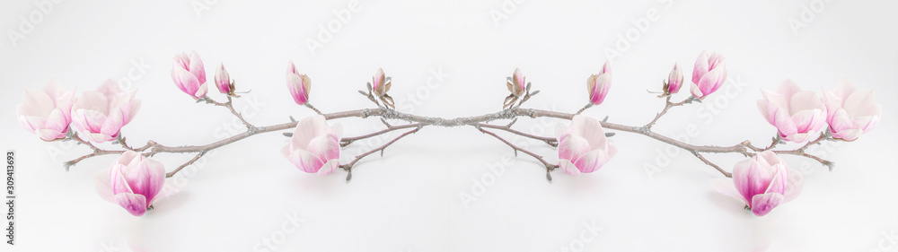 Beautiful blooming magnolia branch isolated on white background panorama banner long - obrazy, fototapety, plakaty 