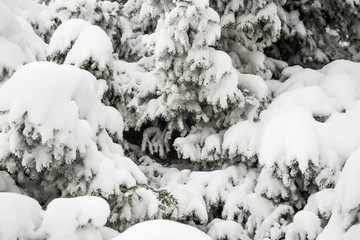 Close-up thick fluffy snowy fir trees