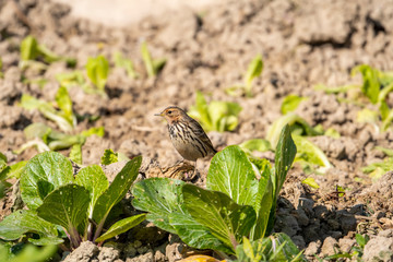 Wall Mural - Olive-backed Pipit in Mai Po Nature Reserve, Hong Kong (Formal Name: Anthus hodgsoni)