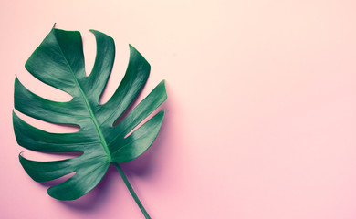 Wall Mural - Beautiful monstera leaves (leaf) on colorful for decorating composition design background