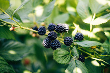 Currant Berries And Blackberries In The Bushes