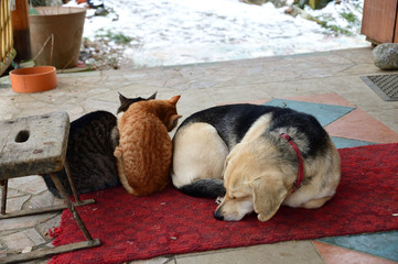 Wall Mural - Dog and two cats to snuggle each other as best friends