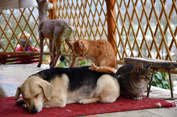 Wall Mural - Small kitten lying and sleeping on the back of the animal as best friends