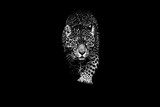 Jaguar with a black background