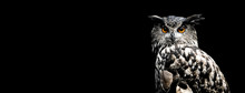 Eurasian Eagle Owl With A Black Background