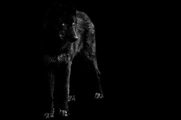 Black wolf with a black background