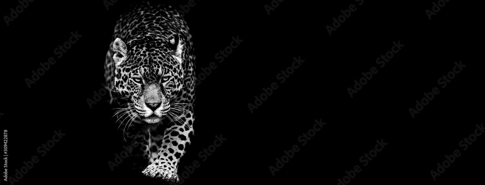 Jaguar with a black background - obrazy, fototapety, plakaty 