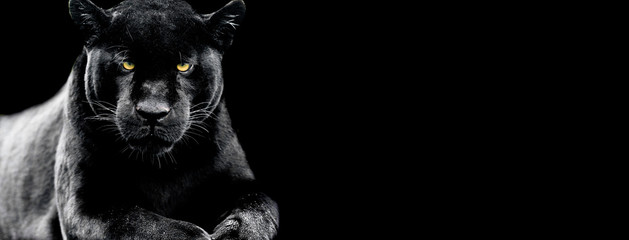 Wall Mural - jaguar with a black background