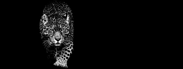Wall Mural - jaguar with a black background