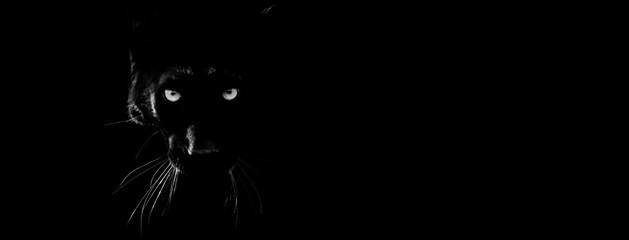 Wall Mural - black panther with a black background