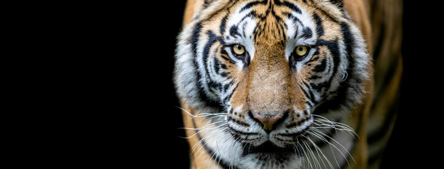 Wall Mural - tiger with a black background
