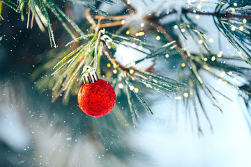 Wall Mural - red christmas ball on branch of spruce outdoor, happy new year.