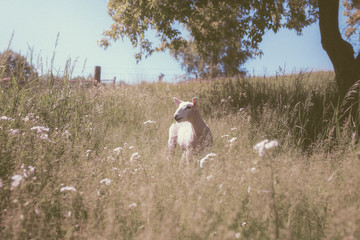 sheep in the field