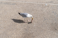 An Adult Seagull Eating A Fish Head On The Tarmac, Top View With Copy Space