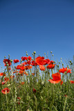 Fototapeta Kwiaty - Bright red poppies flowers blossom on wild field. Blue sky on the background. Red beautiful poppies, green grass and bright blue sky. Poppy macro, close-up. Victory symbol