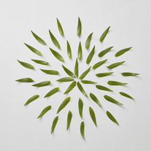 Round Pattern Of Fresh Green Leaves On Gray Paper Background With Space For Text. Natural Layout. Flat Lay