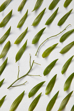 Beautiful Composition Of Fresh Leaves And Green Branches On A Gray Paper Background . Natural Pattern For Layout. Flat Lay