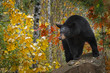 Black Bear (Ursus americanus) Looks Out From Rock Autumn