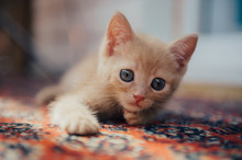 Cute Ginger Kitten Looking At The Camera