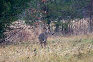 Canvas Print - Large whitetailed deer buck