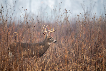 Wall Mural - Large whitetailed deer buck