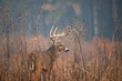 © Tony Campbell - Large whitetailed deer buck