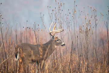 large whitetailed deer buck