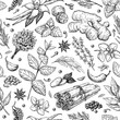 © Maria.Epine - Herbs and spice seamless pattern. Vector drawing background.