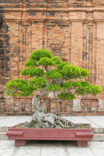 Bonsai On The Background Of A Buddhist Temple