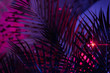 © Jesse Morrow/Stocksy - tiki tropical theme palm tree