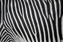 Closeup Pattern Of A Zebra