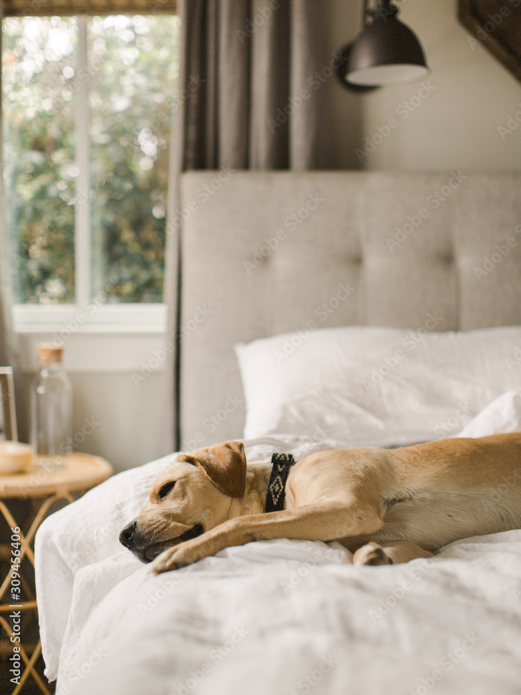 Dog sleeping in bed Stock Photo | Adobe Stock