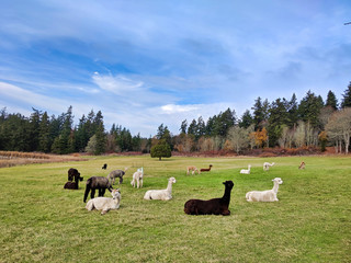 Alpacas grazing in a field in Northern Washington.