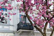 Kirschblüte, Stadt, Jugendstilhaus