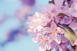 Tree beautiful flowers blossom. Spring nature background.