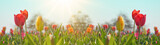 Fototapeta Tulipany - Panoramic landscape of blooming tulips field illuminated in spring by the sun