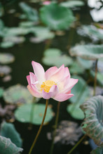 Water Lily Flower In Pond