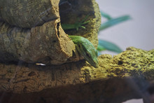 Sneaking Up On You: A Lizard's Story