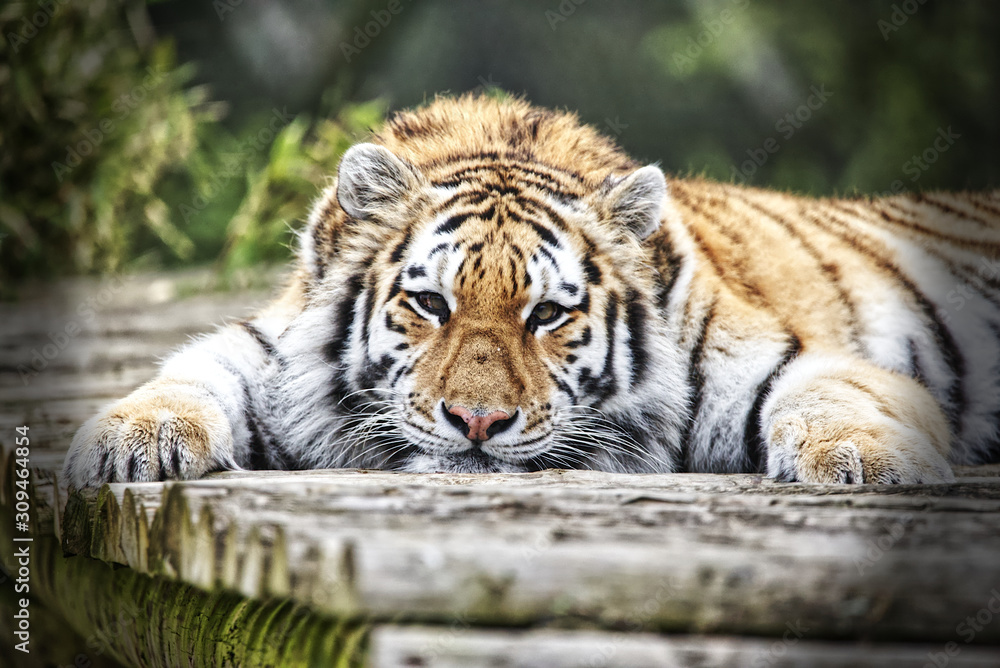 tired tiger Stock Photo | Adobe Stock