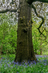 Wall Mural - Single tree in the middle of Bluebell meadow in the forest