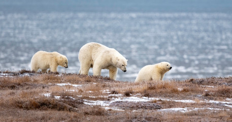 Polar bear Mother with two cubs, Kaktovik, Alaska, USA