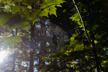 spiderweb in a forest between trees