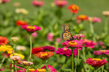 Monarch Butterfly On Pink Zinnia